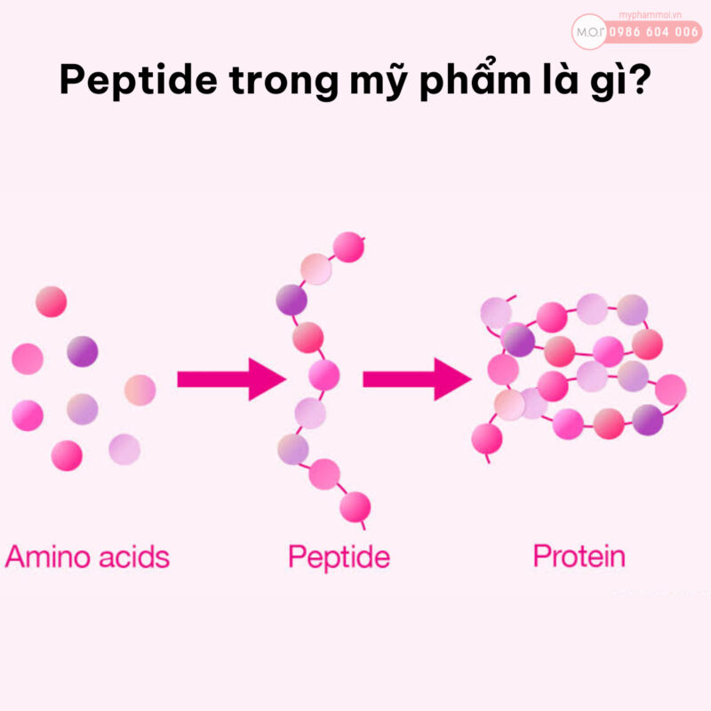 Peptide là gì Peptide có tác dụng gì đối với làn da (2)