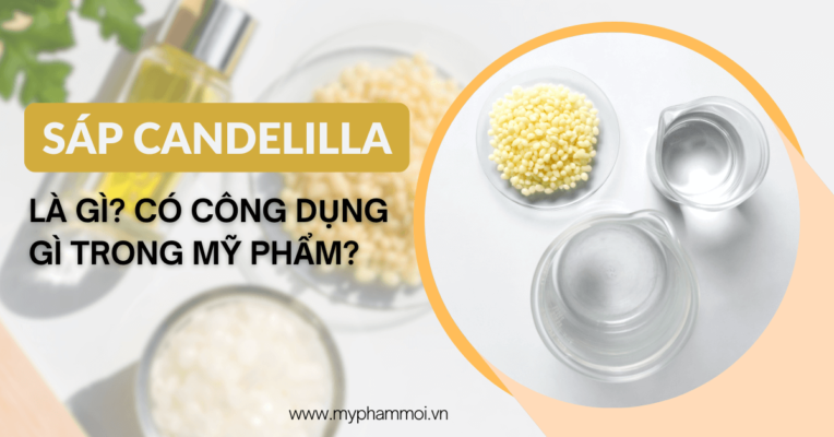 Sáp Candelilla là gì Có công dụng gì trong mỹ phẩm (3)